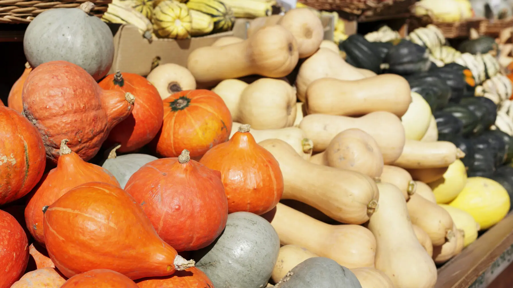 Ember Roasted Vegetables: Caveman Veggies Cooked in the Coals 3 A display of many varieties of winter squash